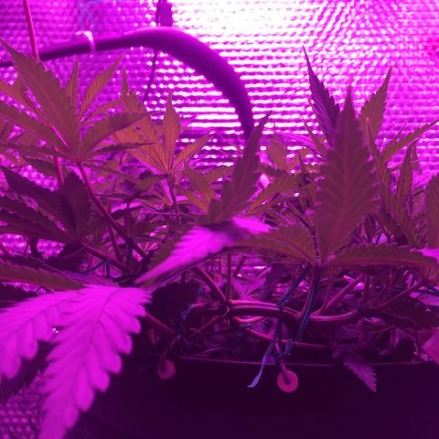 1 growlog timeline photo