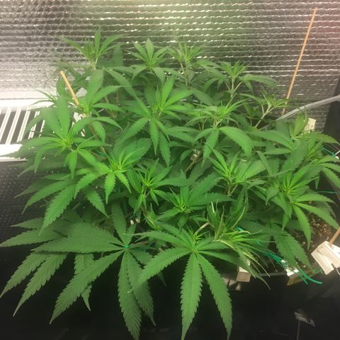 1 growlog timeline photo