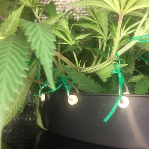 1 growlog timeline photo