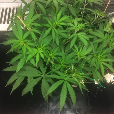 1 growlog timeline photo