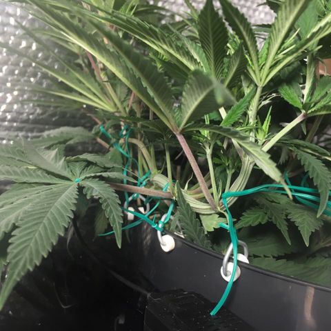 1 growlog timeline photo
