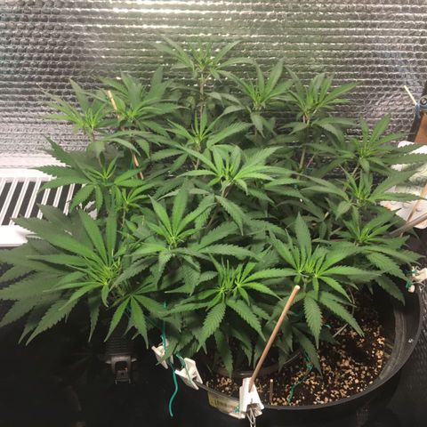 1 growlog timeline photo