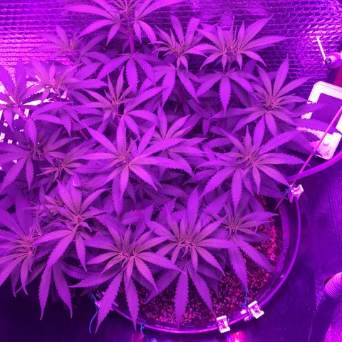 1 growlog timeline photo