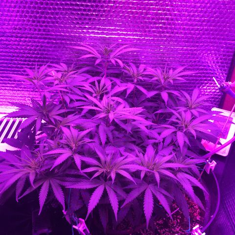 1 growlog timeline photo