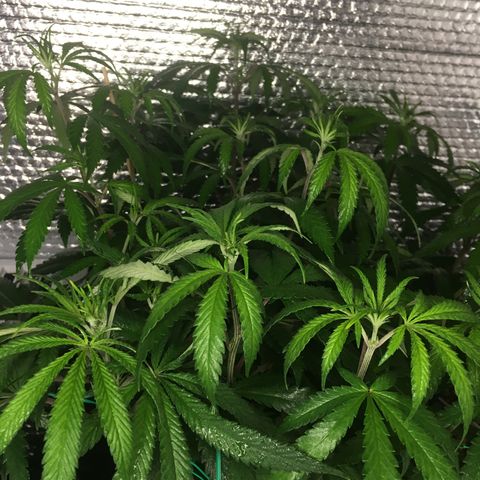 1 growlog timeline photo