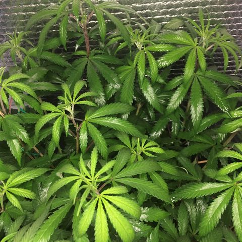 1 growlog timeline photo