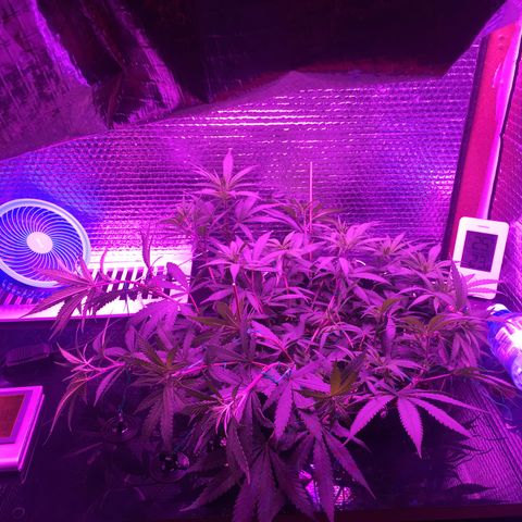 1 growlog timeline photo