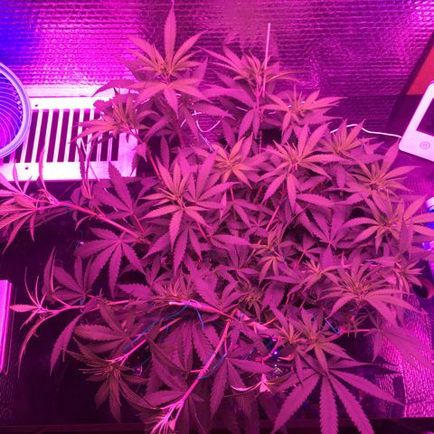1 growlog timeline photo