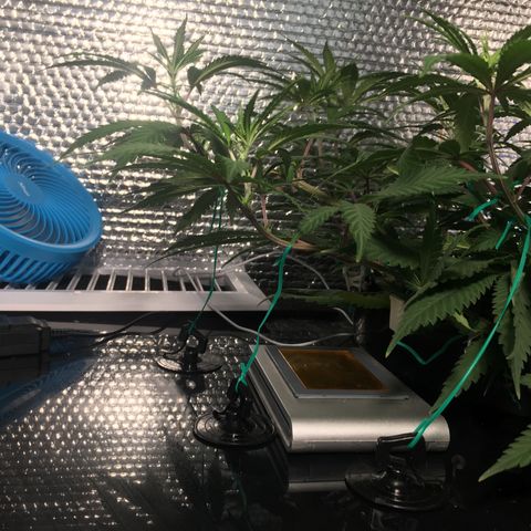 1 growlog timeline photo