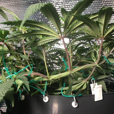 1 growlog timeline photo