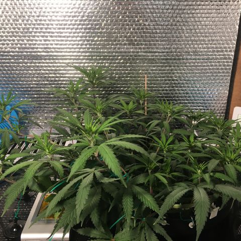 1 growlog timeline photo