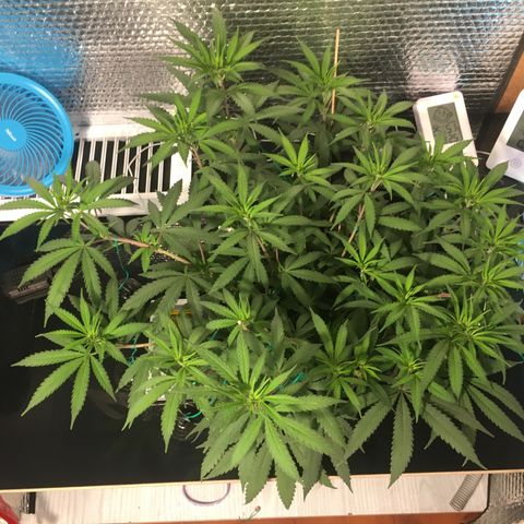 1 growlog timeline photo