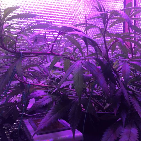 1 growlog timeline photo