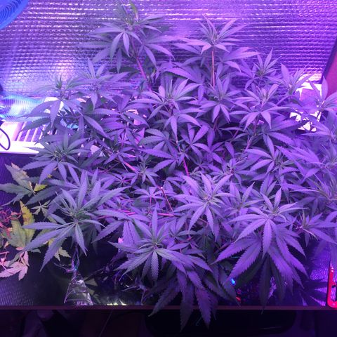 1 growlog timeline photo