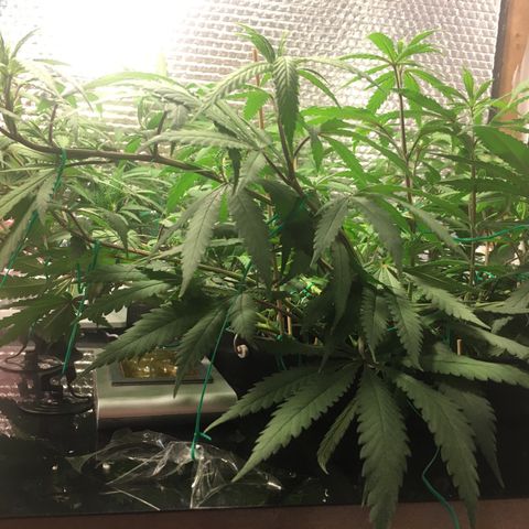 1 growlog timeline photo