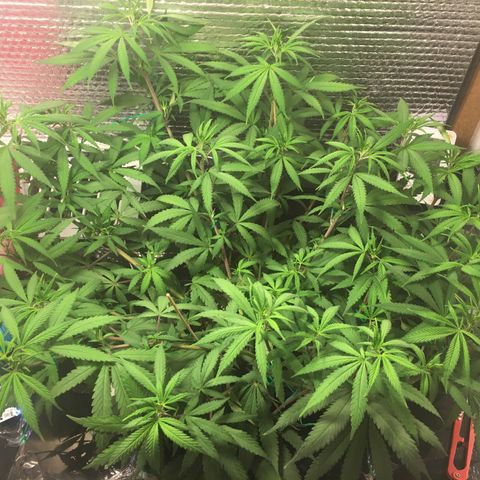 1 growlog timeline photo
