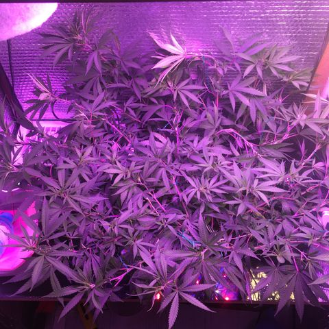 1 growlog timeline photo