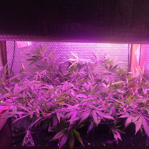 1 growlog timeline photo