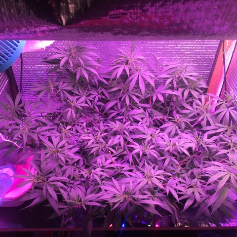 1 growlog timeline photo