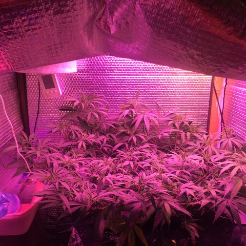 1 growlog timeline photo