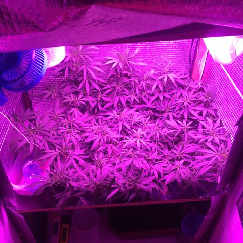 1 growlog timeline photo