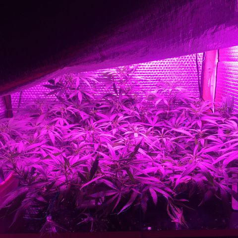 1 growlog timeline photo