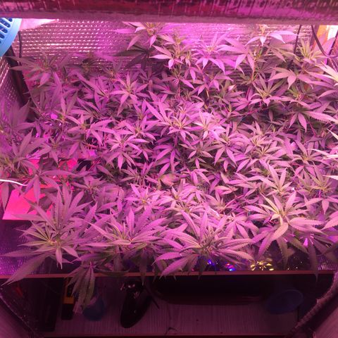 1 growlog timeline photo