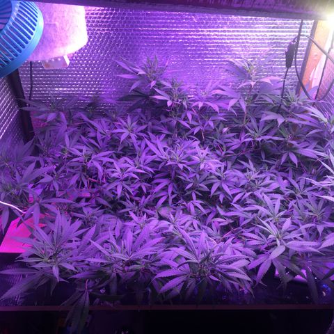 1 growlog timeline photo