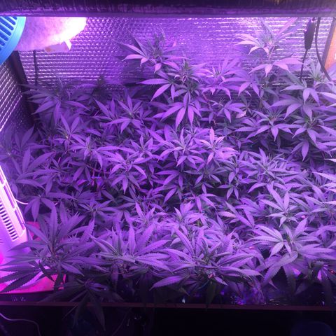1 growlog timeline photo