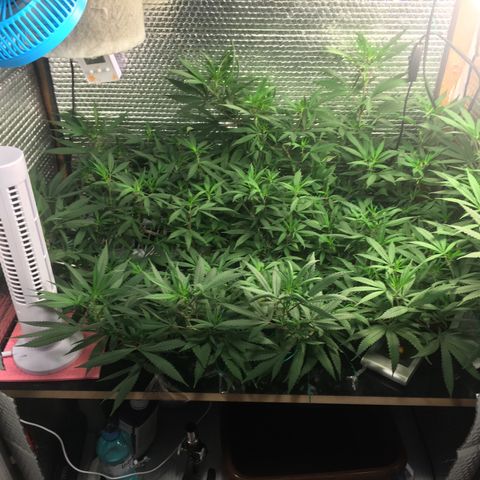 1 growlog timeline photo