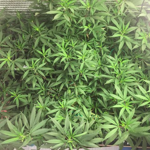 1 growlog timeline photo