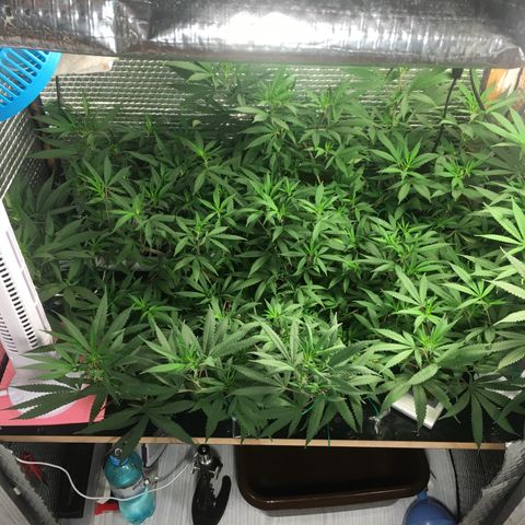 1 growlog timeline photo