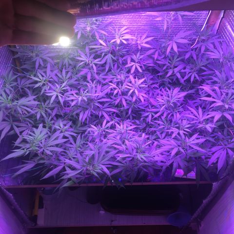 1 growlog timeline photo