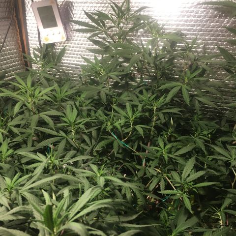 1 growlog timeline photo