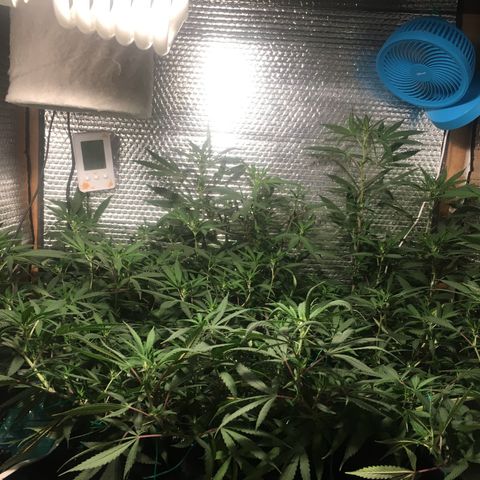 1 growlog timeline photo