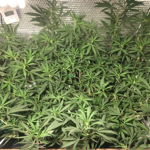 1 growlog timeline photo