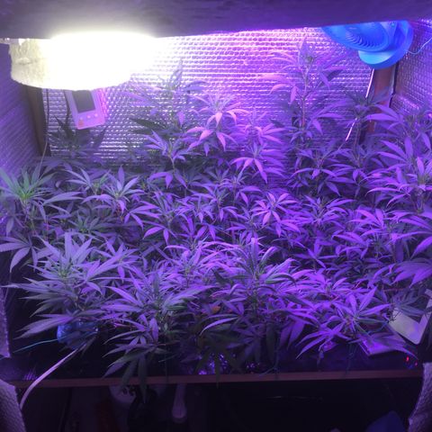 1 growlog timeline photo