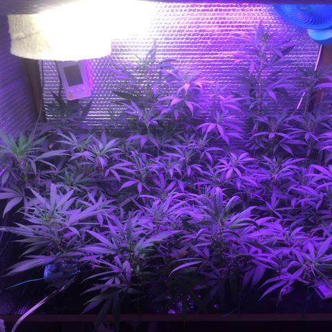 1 growlog timeline photo