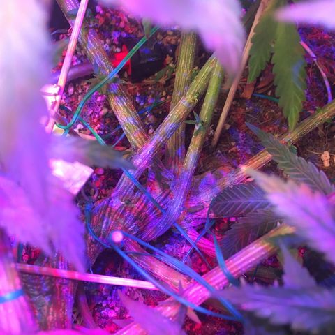 1 growlog timeline photo