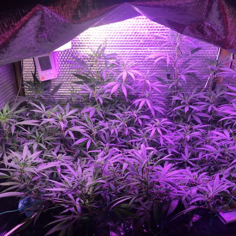 1 growlog timeline photo
