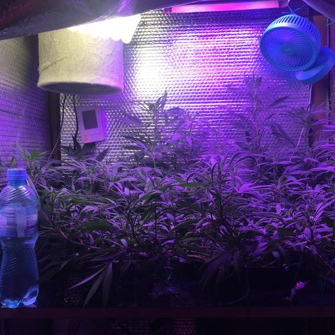 1 growlog timeline photo