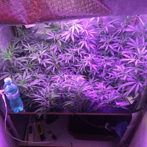 1 growlog timeline photo