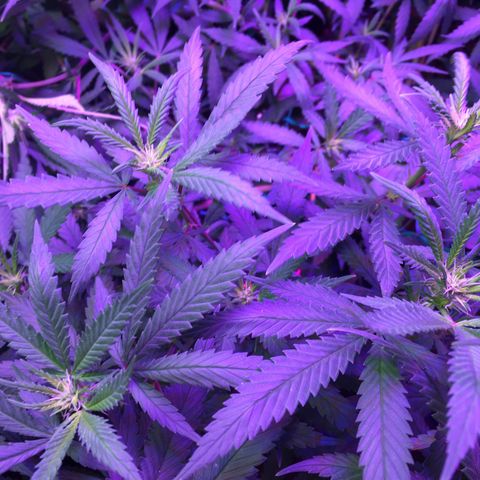 1 growlog timeline photo