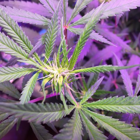 1 growlog timeline photo