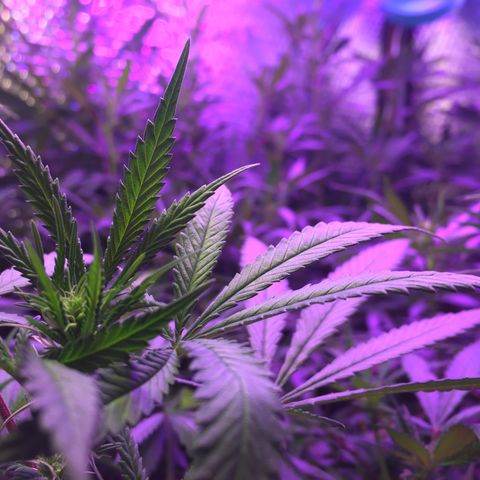1 growlog timeline photo