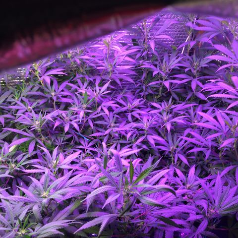 1 growlog timeline photo