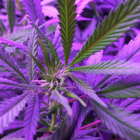 1 growlog timeline photo