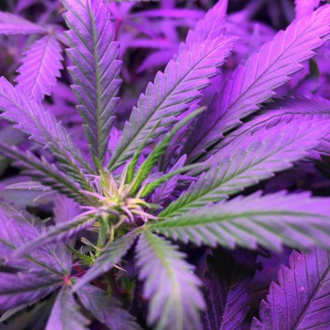 1 growlog timeline photo