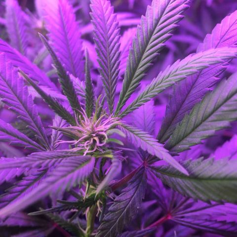 1 growlog timeline photo
