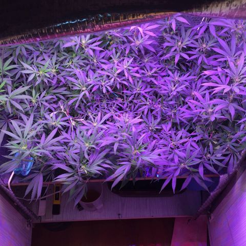 1 growlog timeline photo